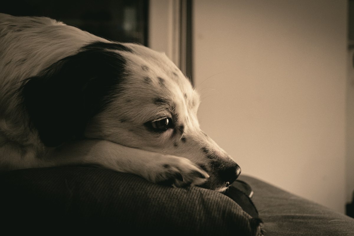 Hund döst mit dem Kopf auf seinem Liegeplatz