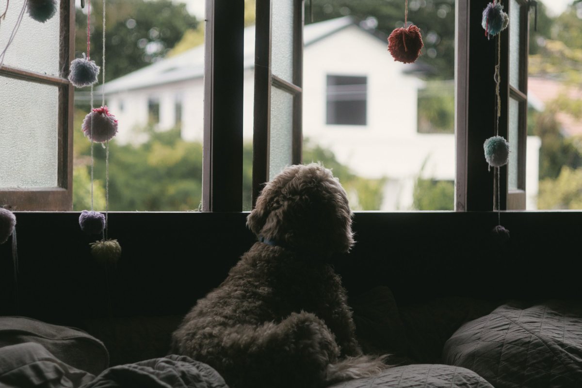 Hund sitzt auf dem Sofa und schaut aus dem Fenster
