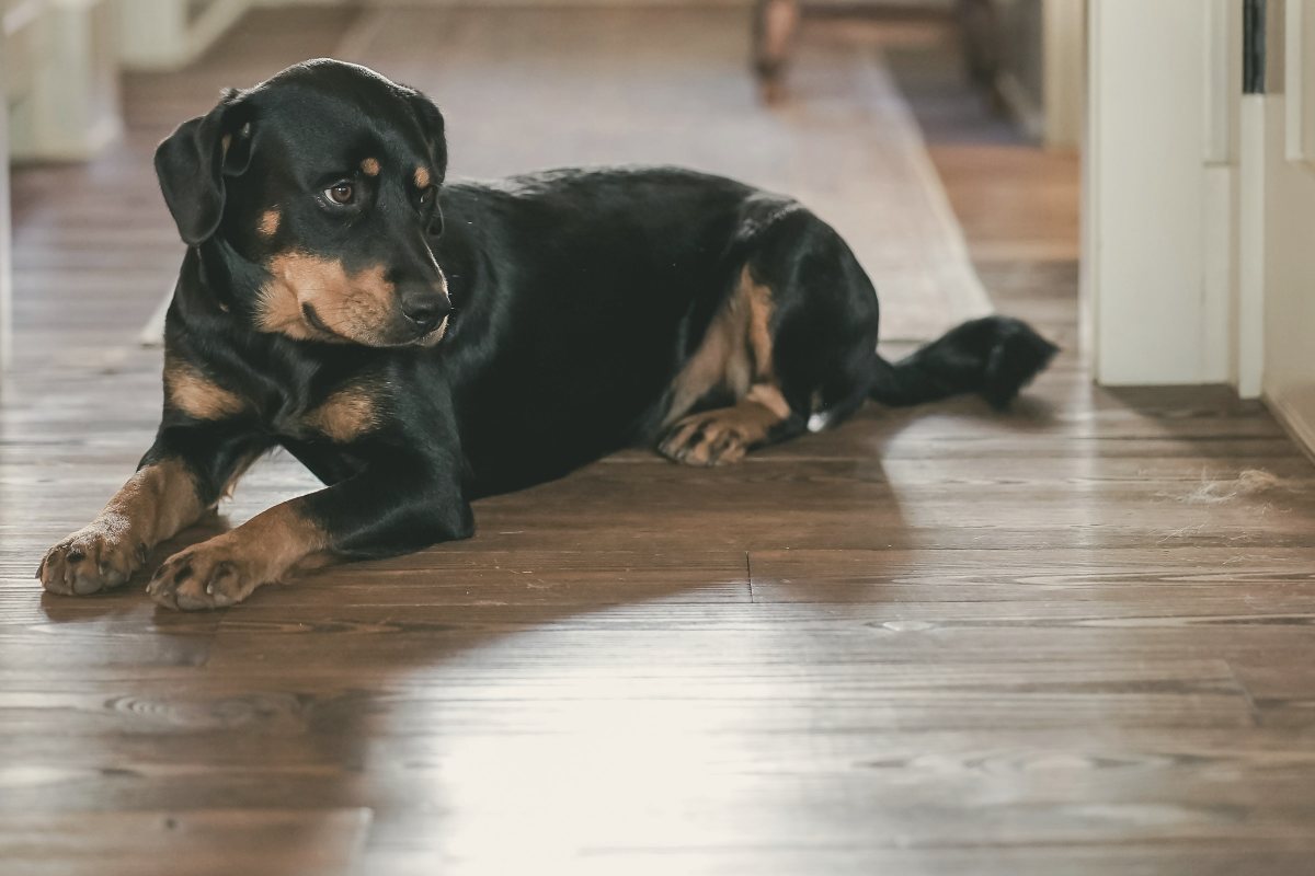 Hund liegt entspannt auf dem Holzboden im Flur