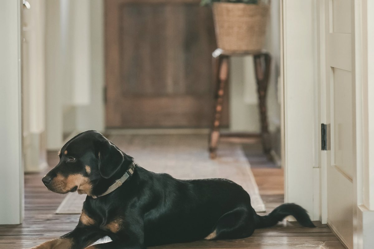 Hund liegt ruhig vor der Wohnungstür