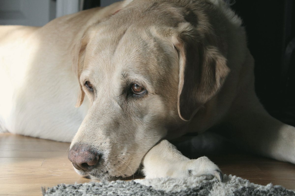 Hund beschäftigt sich auf dem Boden mit einem Kauartikel