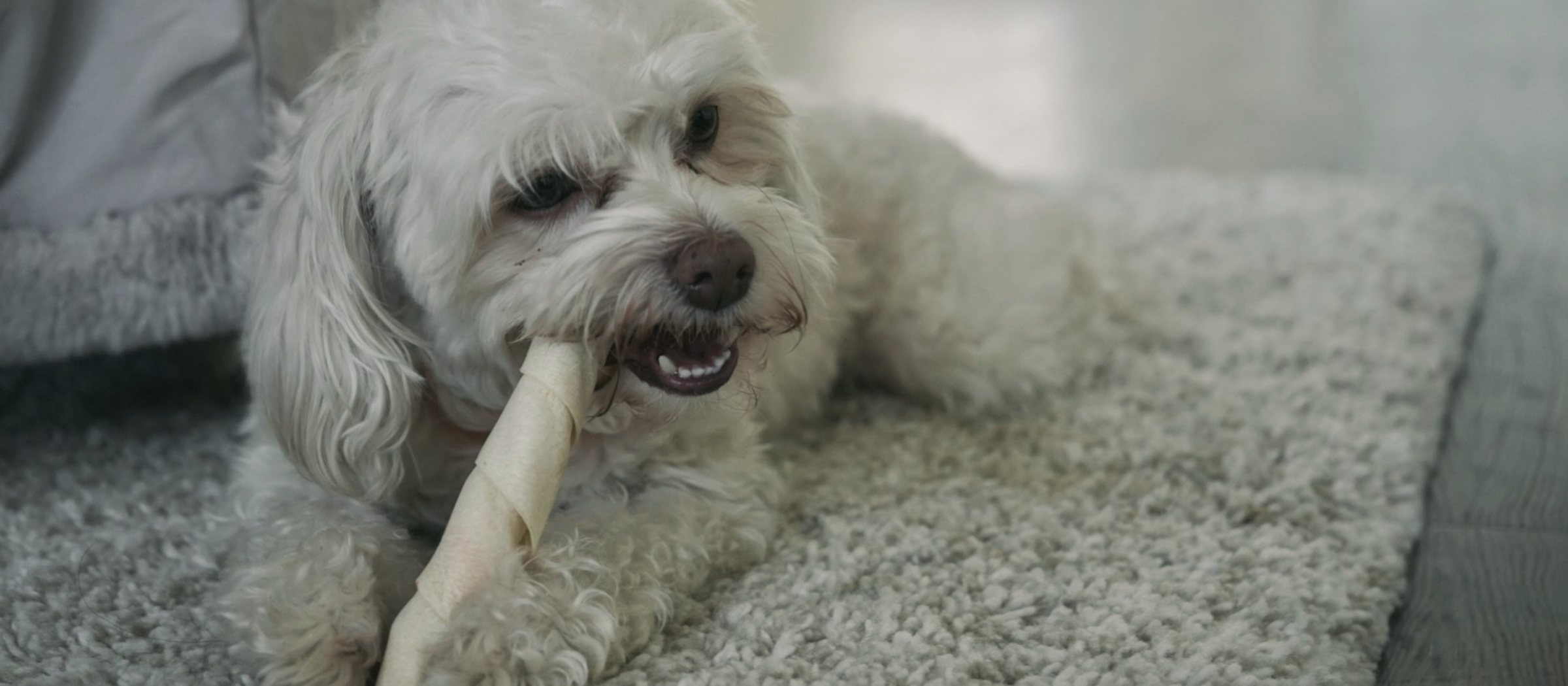 Kleiner weißer Hund kaut entspannt auf einem Kauknochen
