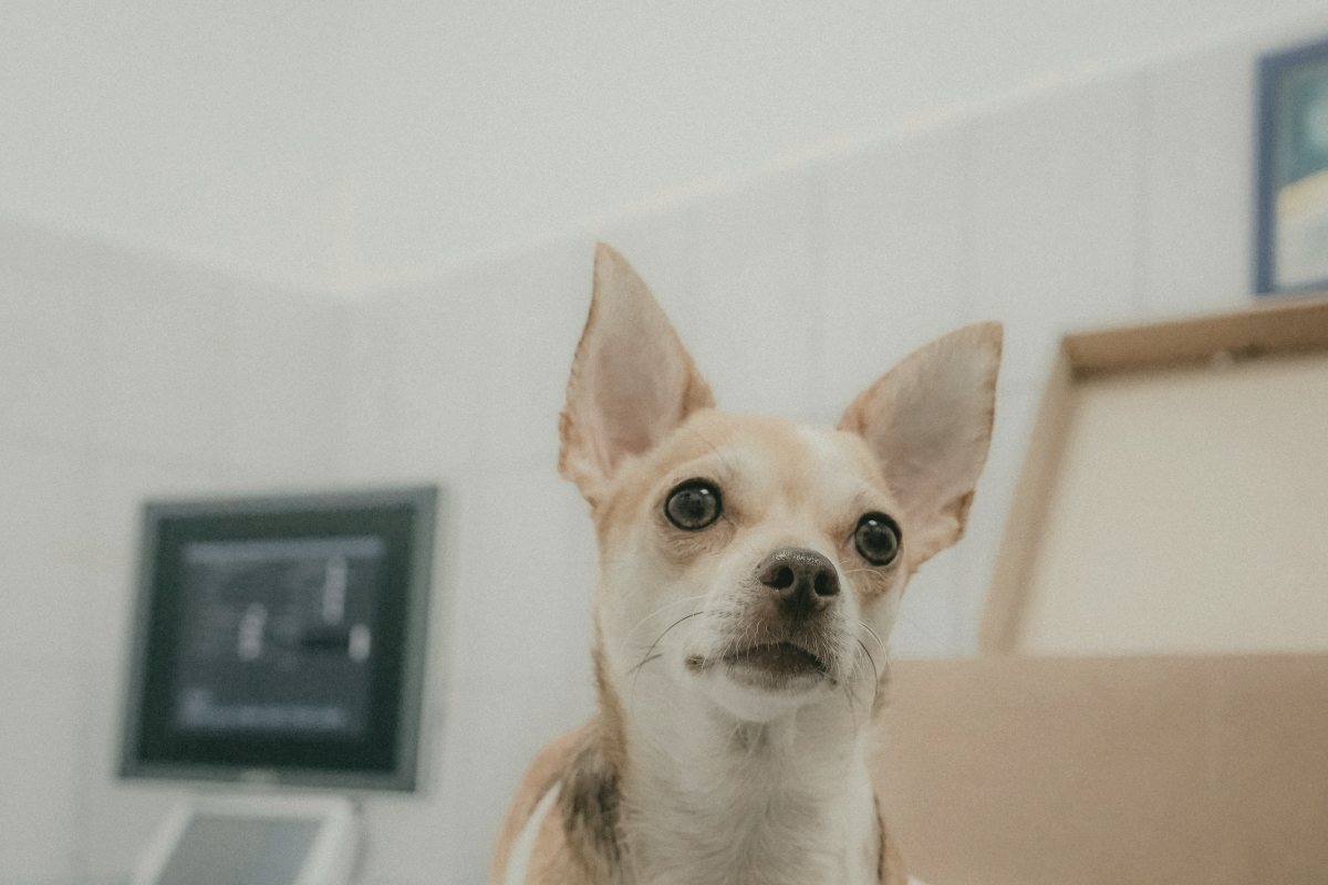 Kleiner Hund wird beim Tierarzt untersucht