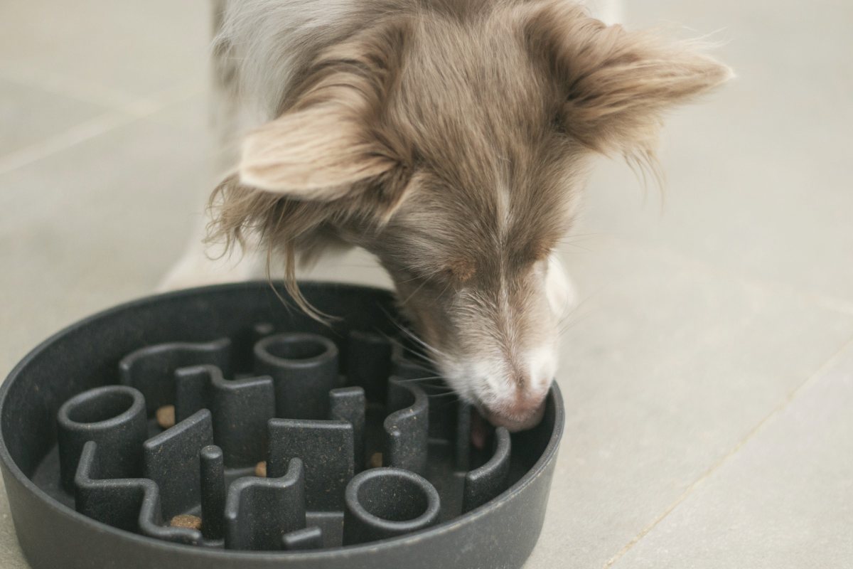Hund frisst aus einem Anti-Schling-Napf