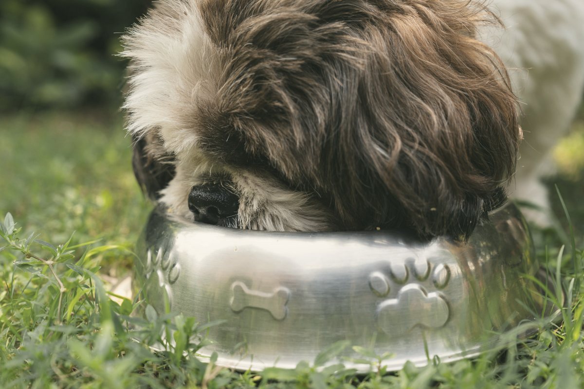 Hund frisst aus einem Metallnapf im Gras