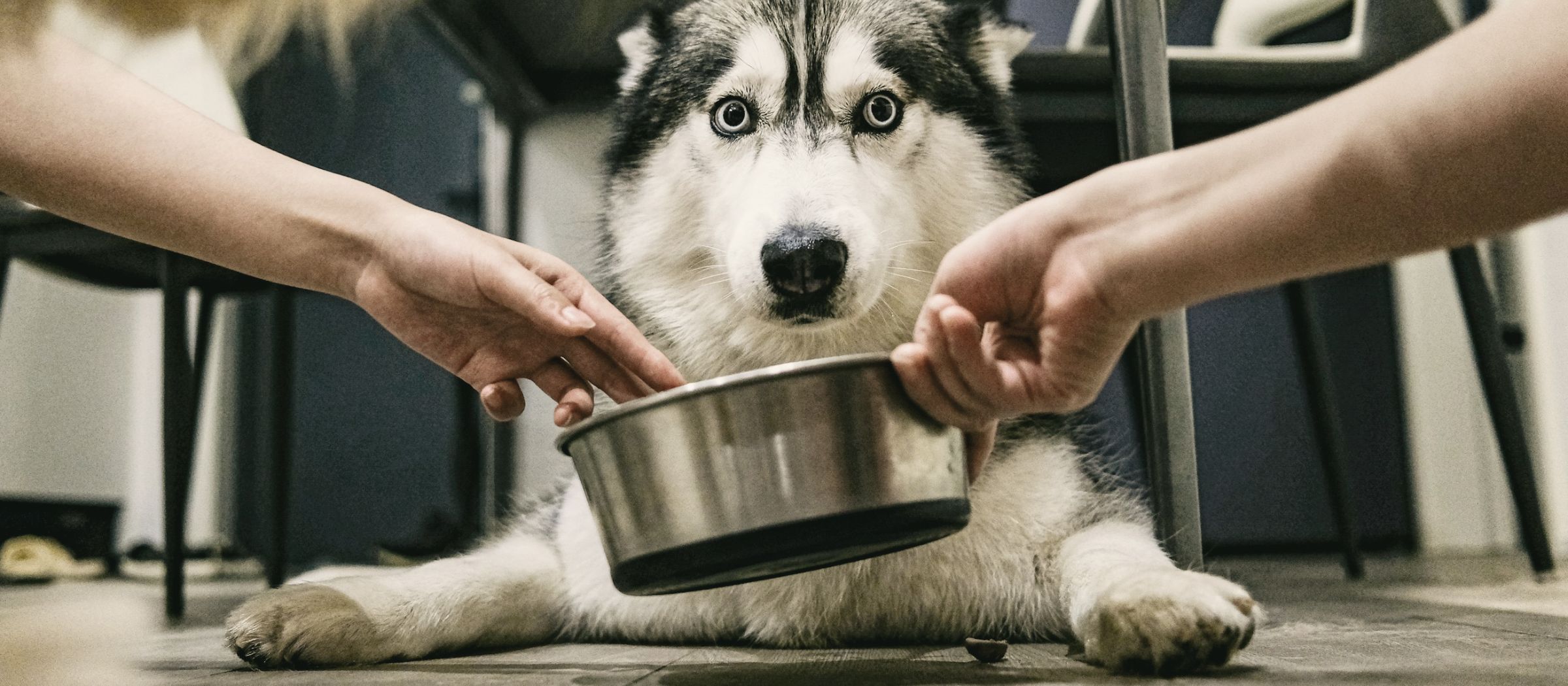 Zwei Hände stellen einem Husky den Napf mit der abgemessenen Portion hin