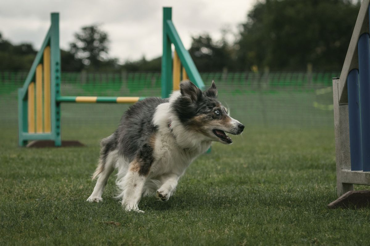 Schlanker, sportlicher Hund rennt, die Taille ist gut zu sehen