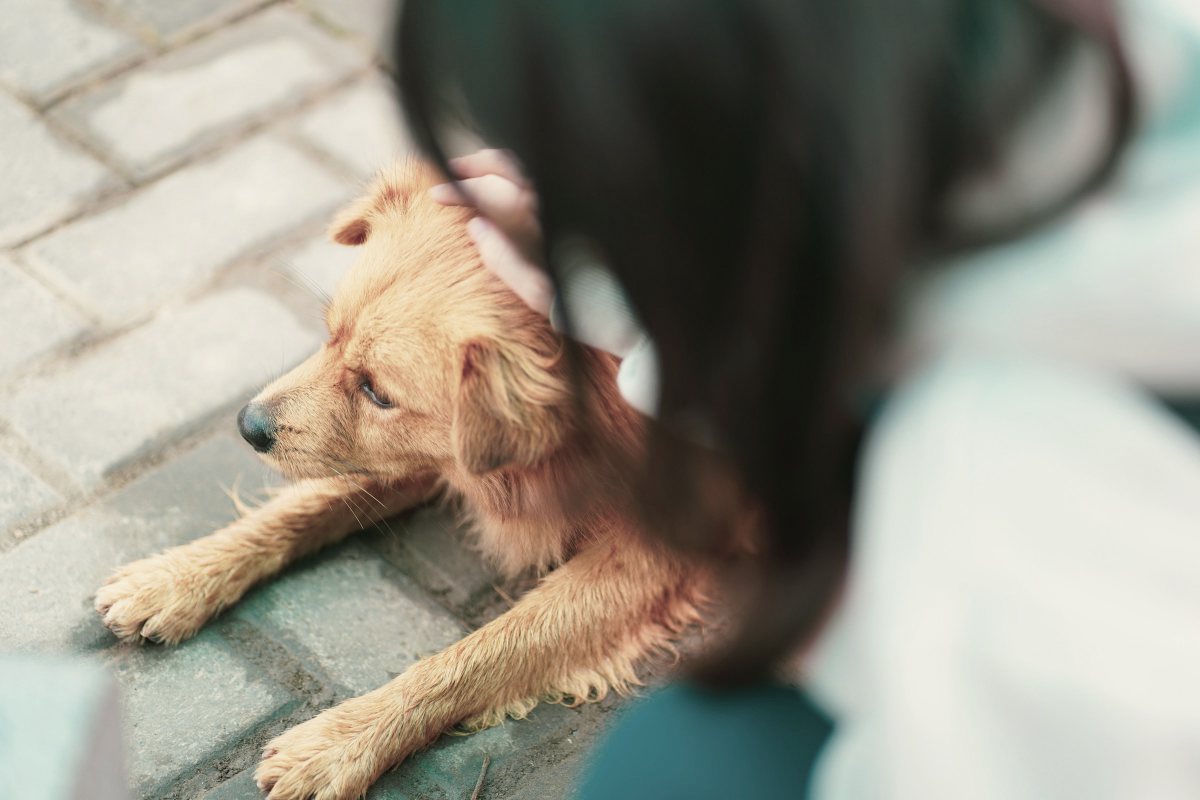 Tierärztin untersucht einen Hund auf dem Behandlungstisch