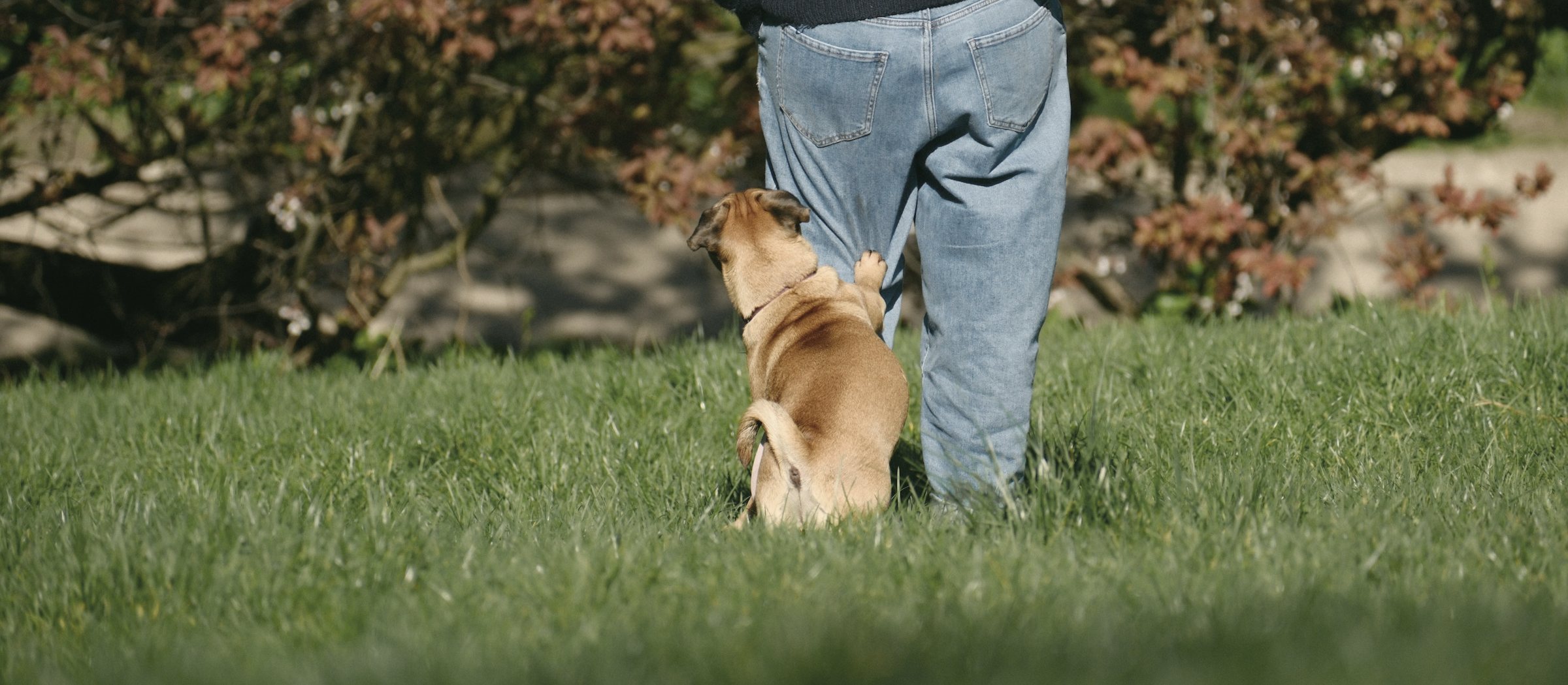 Hund sitzt neben den Beinen seines Menschen und schaut zu ihm hoch