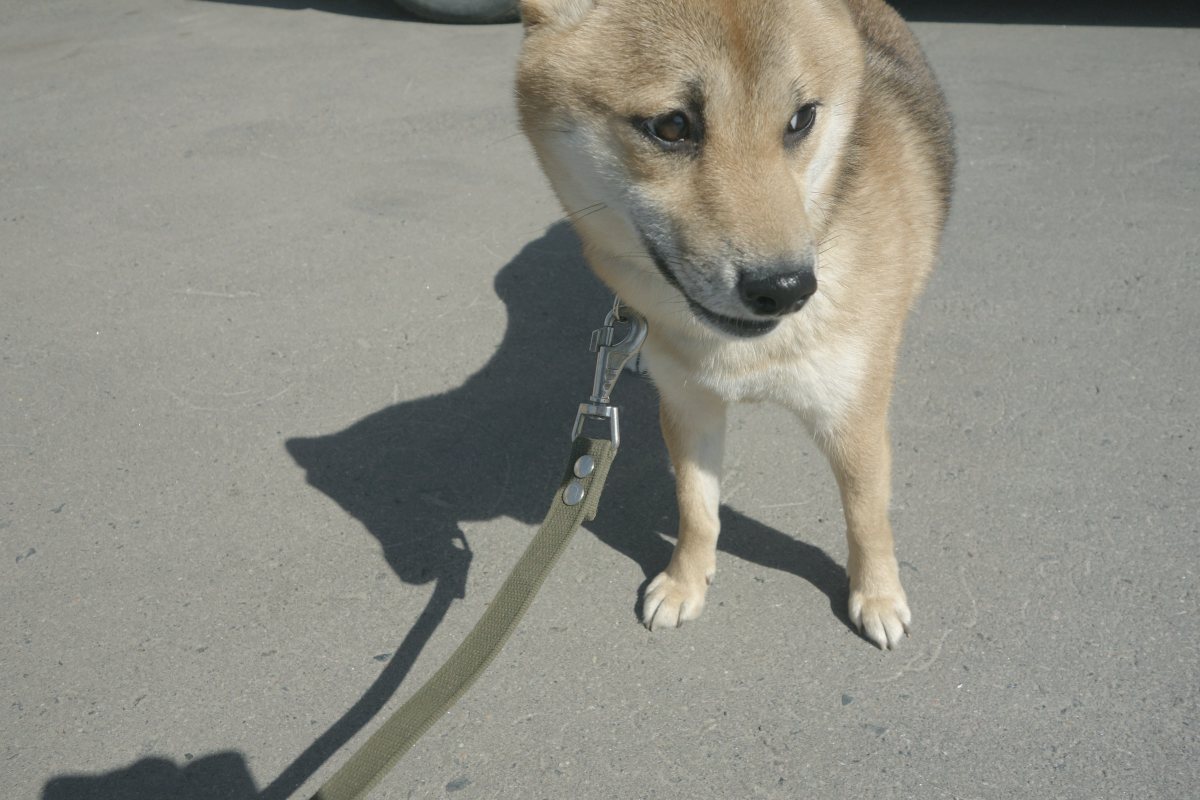 Hund läuft an lockerer Leine neben seinem Menschen