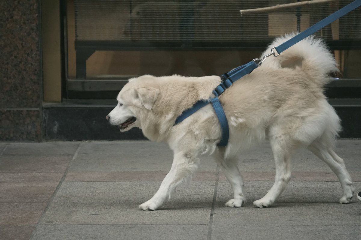 Hund mit Brustgeschirr an der Leine auf dem Gehweg