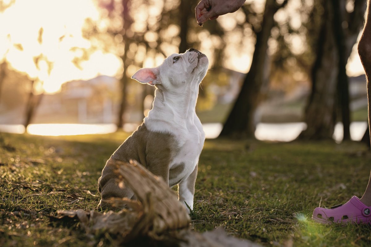 Hund sitzt im Park und schaut erwartungsvoll zum Leckerli hoch