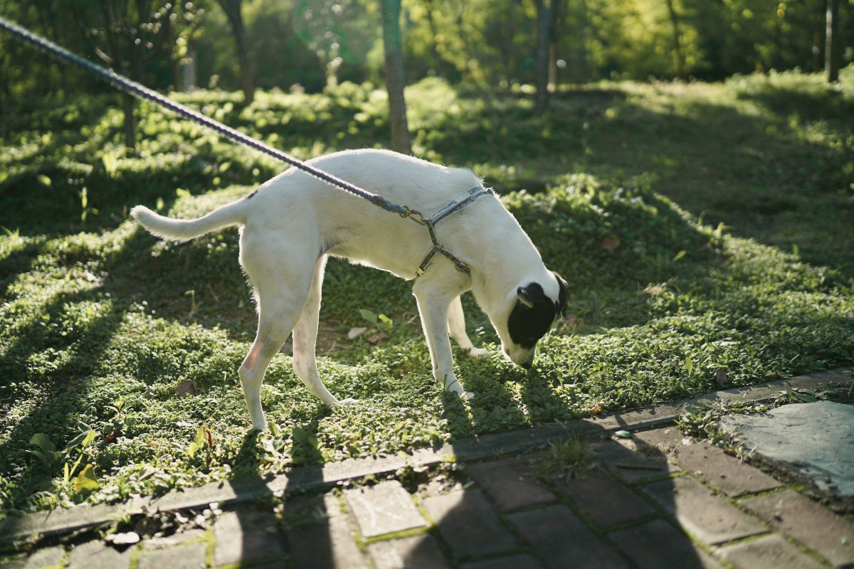 Hund schnüffelt an lockerer Leine im Gras