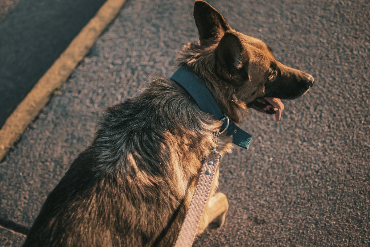 Hund an der Leine bleibt aufmerksam, aber ruhig