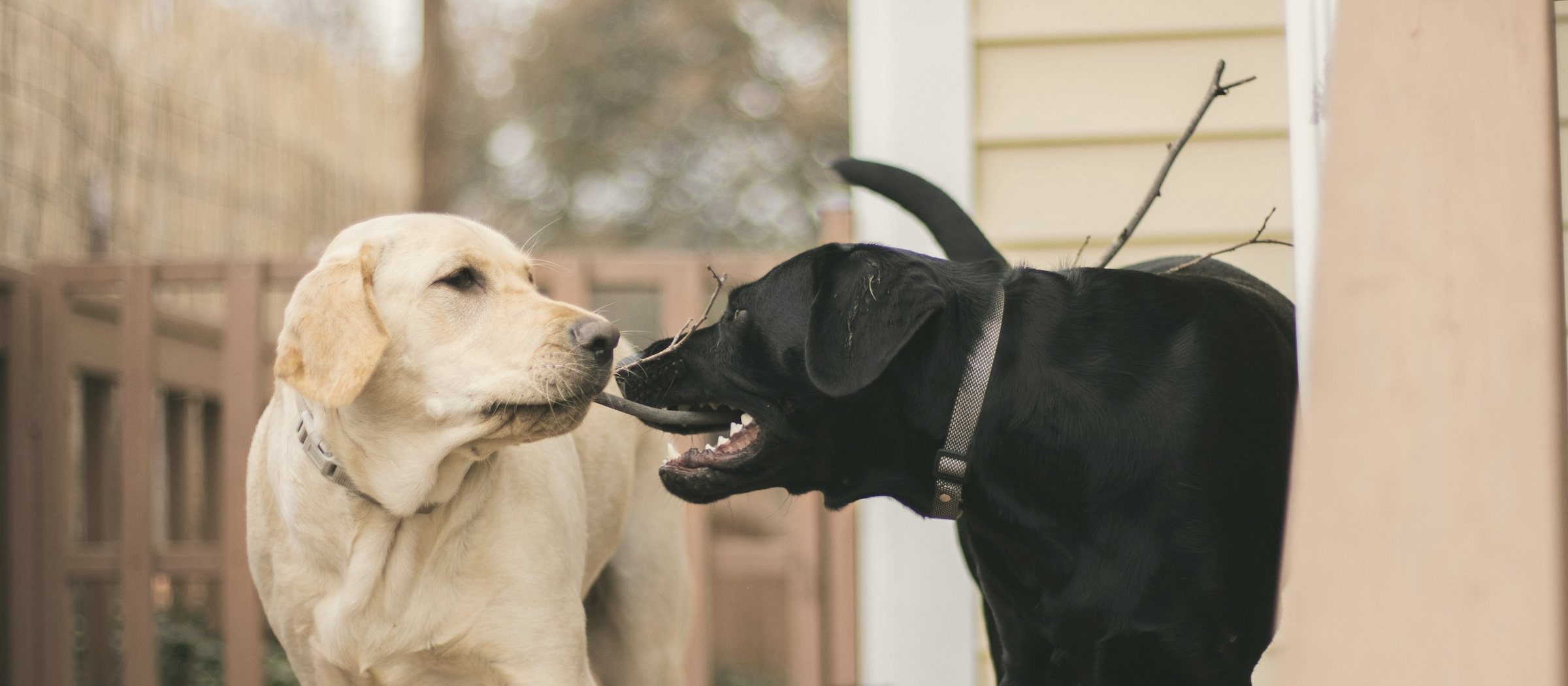 Schwarzer Hund bellt einen hellen Labrador aus nächster Nähe an