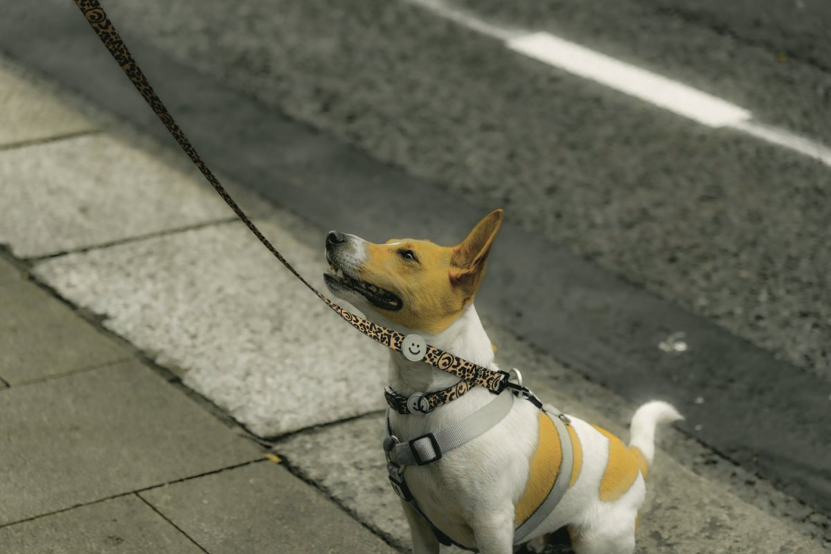 Hund an der Leine schaut zu seinem Menschen hoch