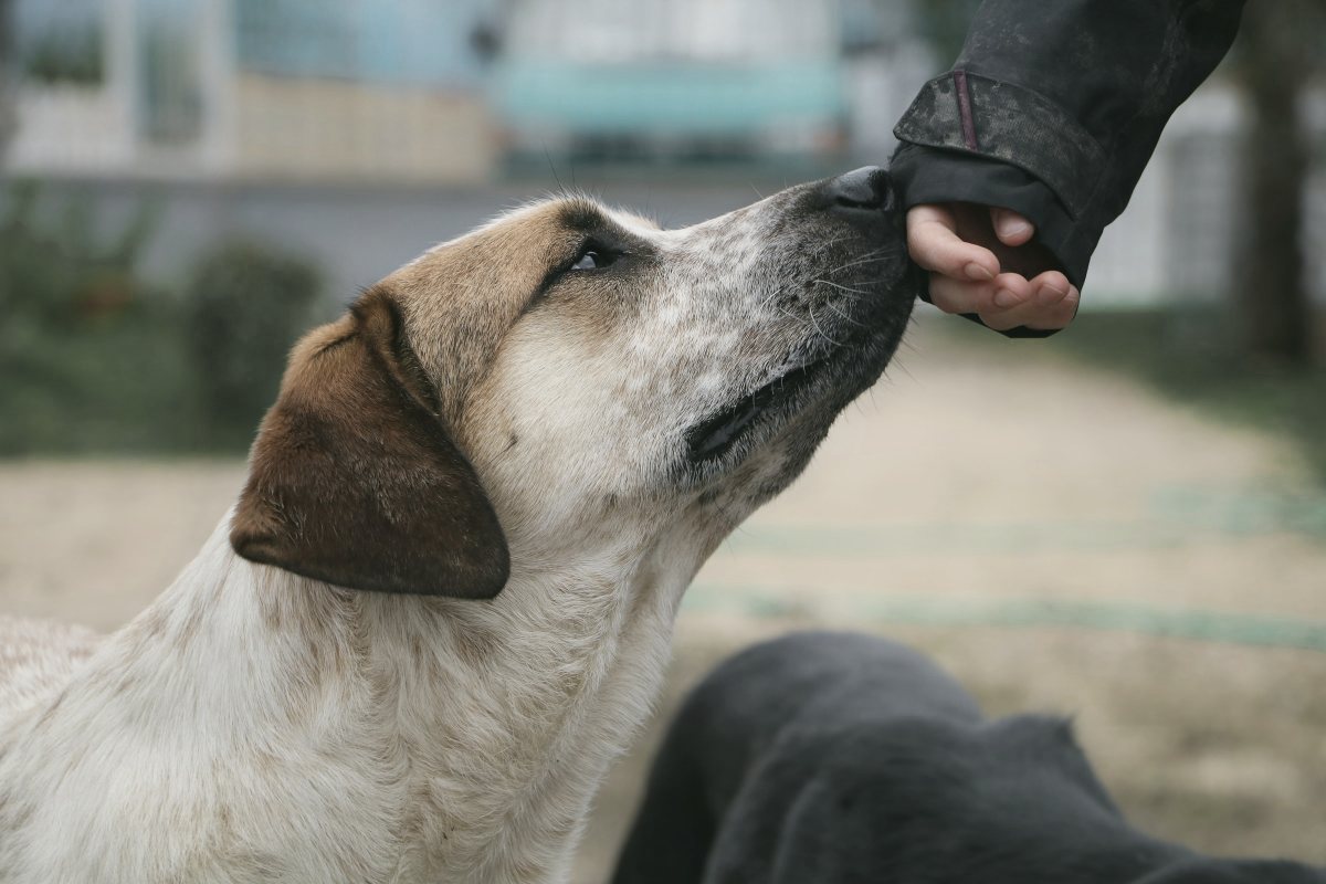 Hand gibt einem Hund draußen ein Leckerli