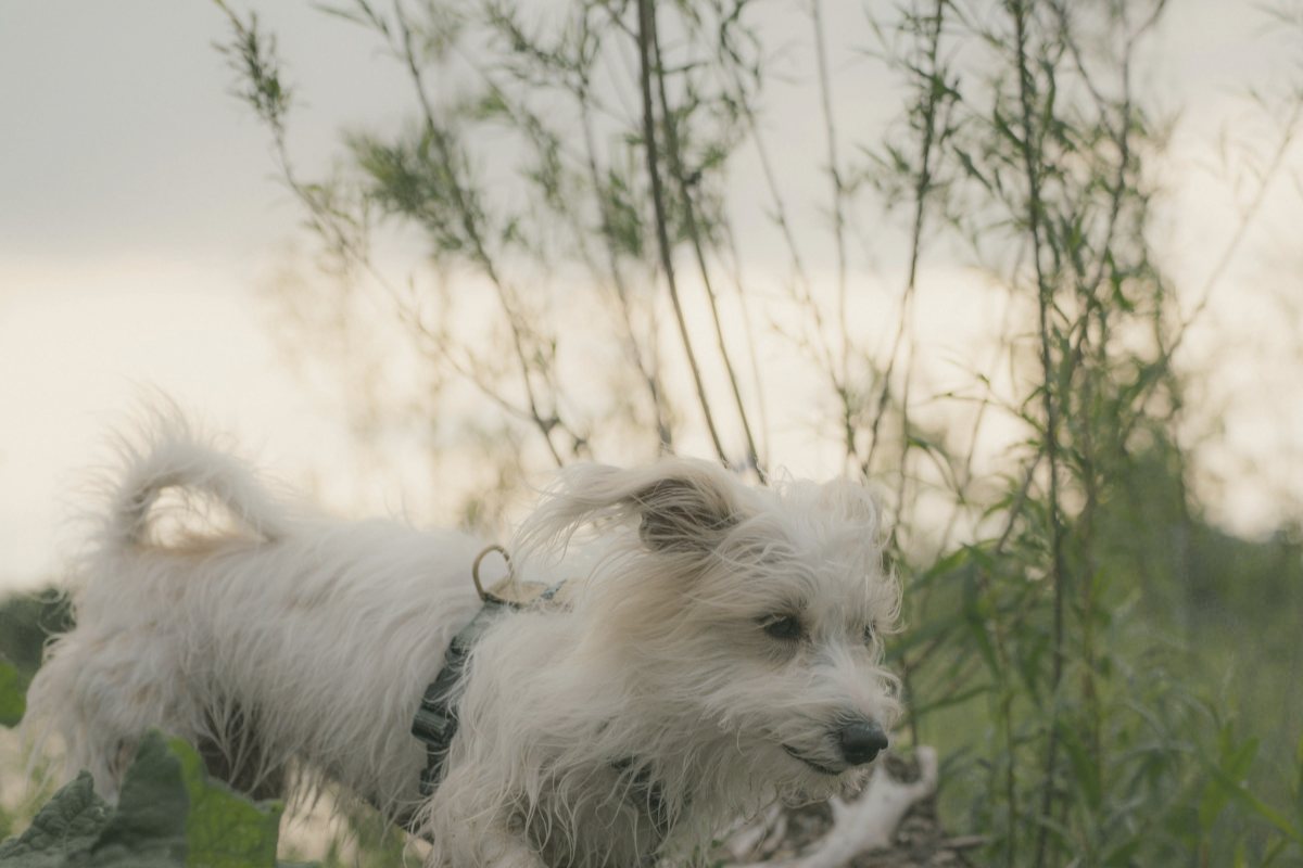 Kleiner Hund rennt fröhlich durchs Gras