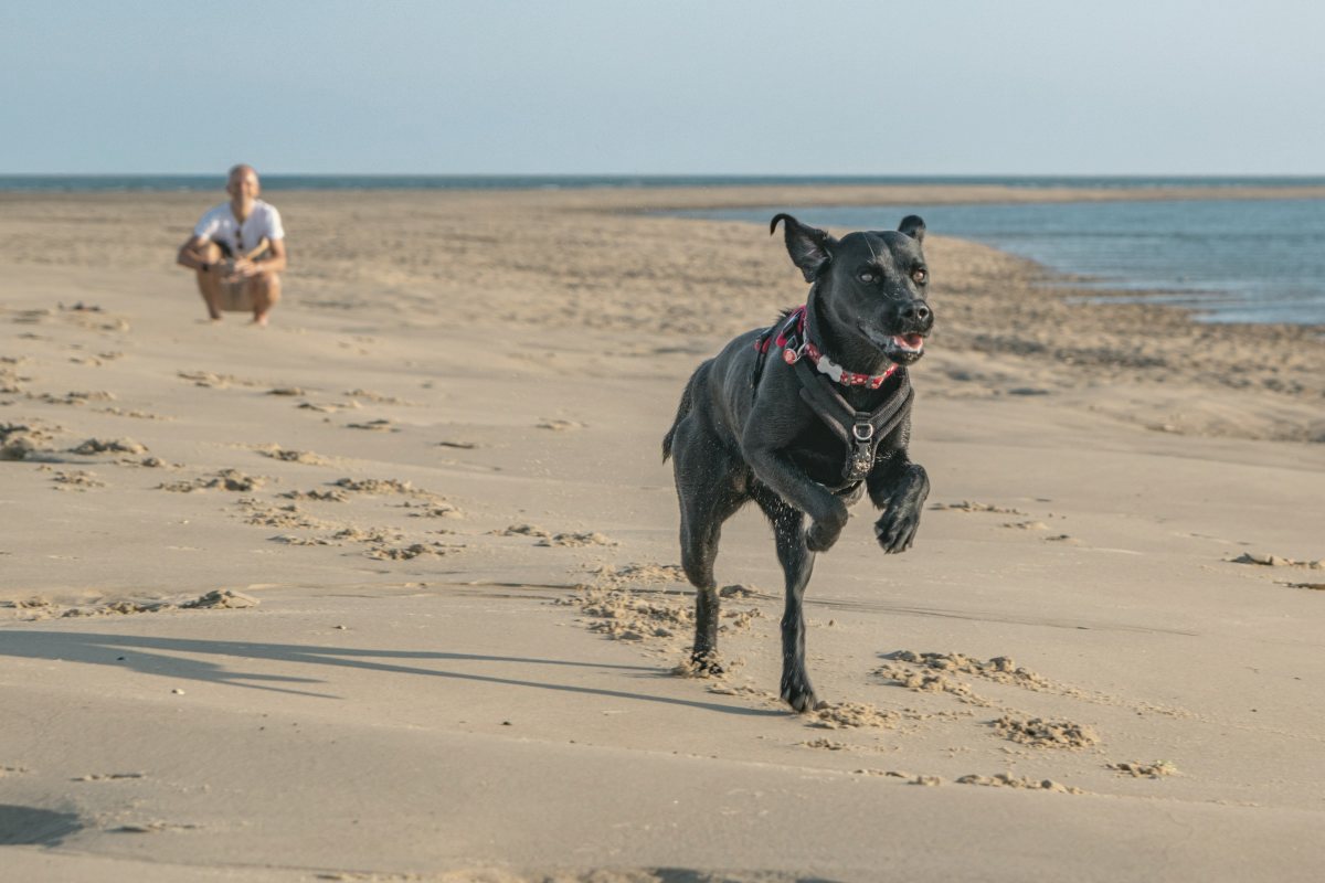 Schwarzer Hund rennt am Strand