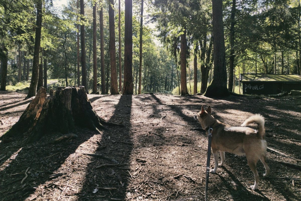 Hund steht im lichten Wald