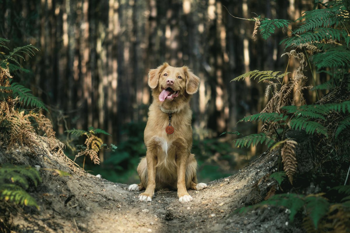 Hund sitzt auf einem Waldweg und schaut aufmerksam