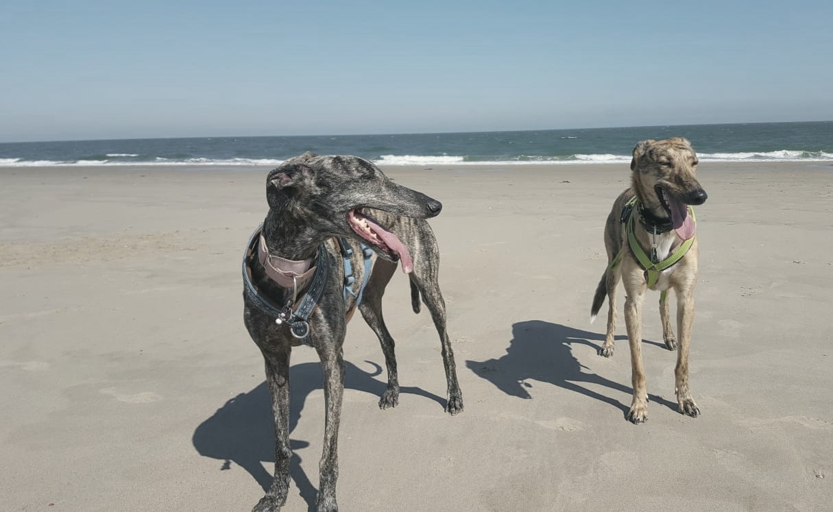 Zwei Windhunde am Strand