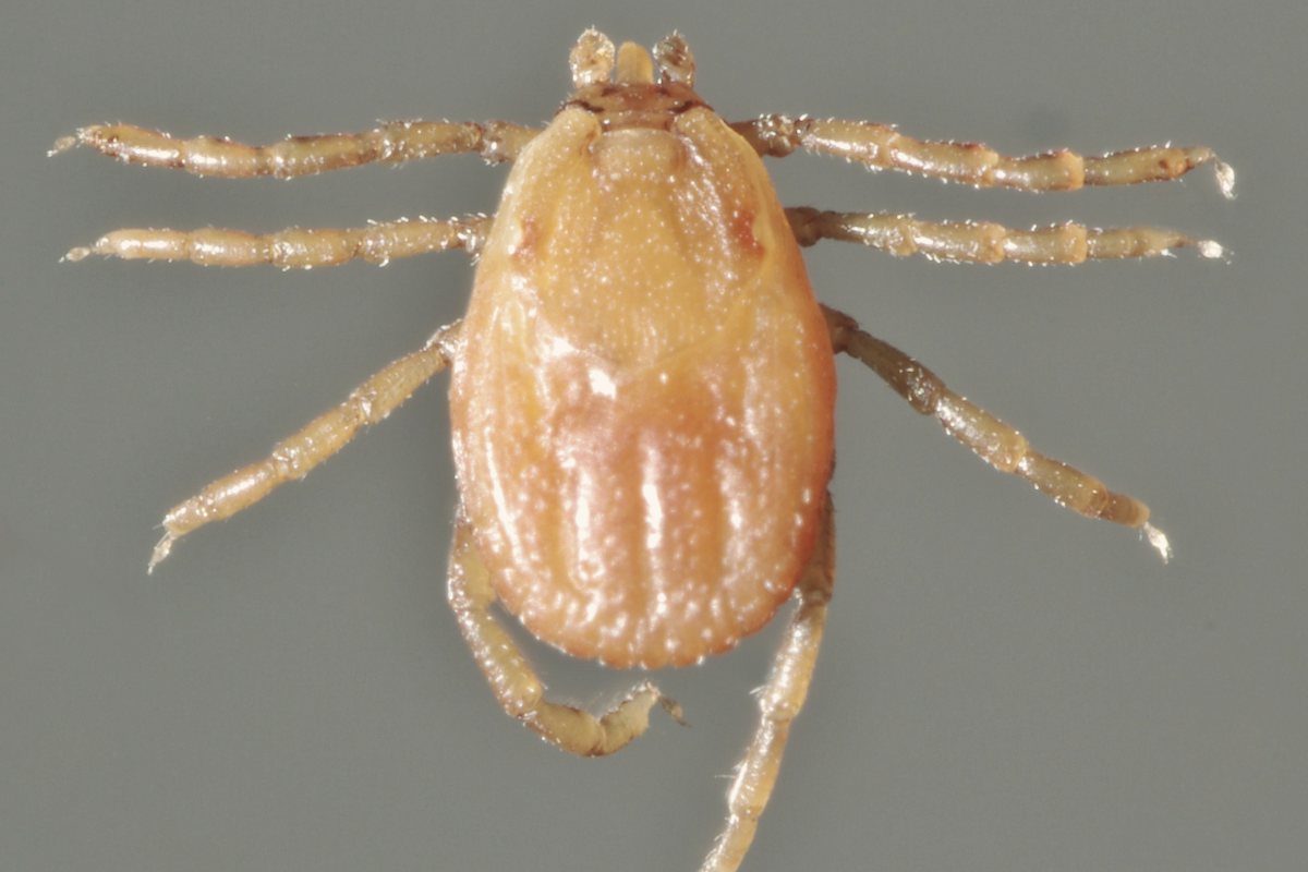 Weibchen der Braunen Hundezecke