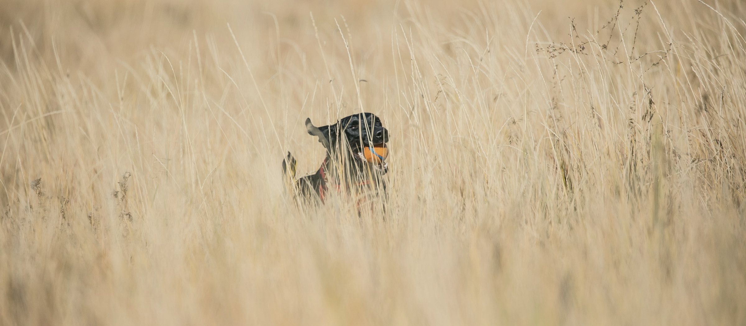 Hund läuft durch hohes, goldenes Gras